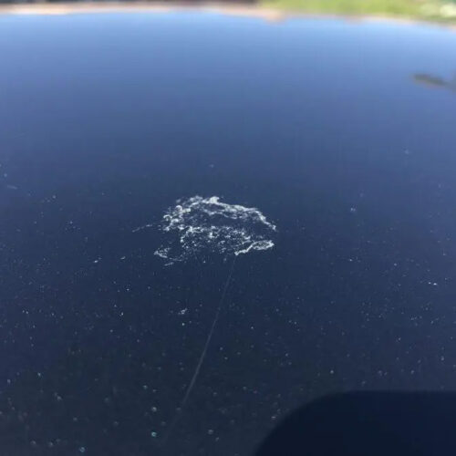 Bird Dropping Mark